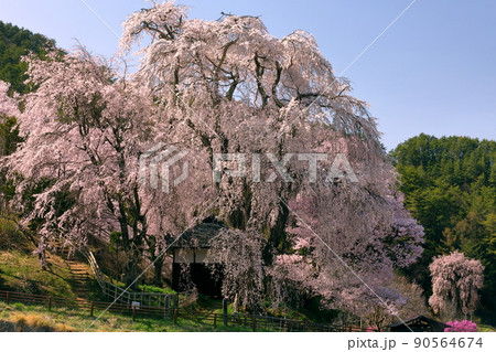長野県伊那市高遠町勝間 薬師の桜と呼ばれる勝間薬師堂のシダレザクラ 長野県伊那市高遠町勝間 薬師の桜と呼ばれる勝間薬師堂のシダレザクラ 90564674