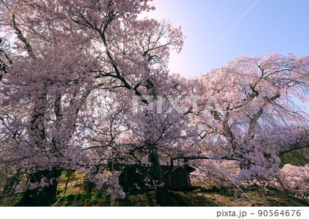 長野県伊那市高遠町勝間 薬師の桜と呼ばれる勝間薬師堂のシダレザクラ 長野県伊那市高遠町勝間 薬師の桜と呼ばれる勝間薬師堂のシダレザクラ 90564676