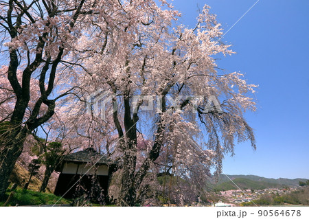 長野県伊那市高遠町勝間 薬師の桜と呼ばれる勝間薬師堂のシダレザクラ 長野県伊那市高遠町勝間 薬師の桜と呼ばれる勝間薬師堂のシダレザクラ 90564678