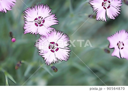 パステル調　”満開のナデシコの花”　イラストイメージ 90564870