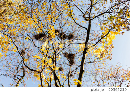 Autumn landscape with forest and sky. Front view. 90565239