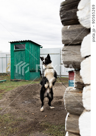 A playful dog stands on its hind legs in the yard in the village. Vertical photo. 90565269