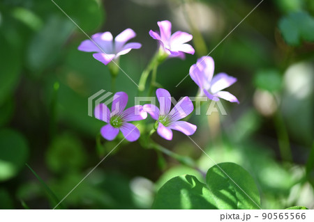 ムラサキカタバミ（紫片喰） 90565566