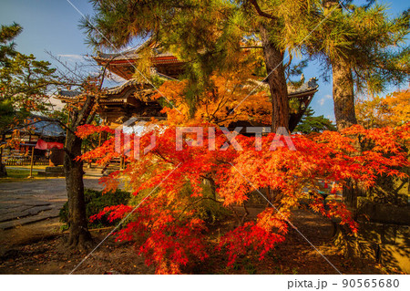 秋の信州上田 紅葉の信濃国分寺 境内のもみじ 秋の信州上田 紅葉の信濃国分寺 境内のもみじ 90565680