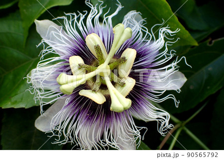 パッションフルーツの花 90565792