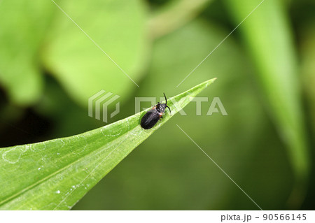 カタモンミナミボタル 90566145