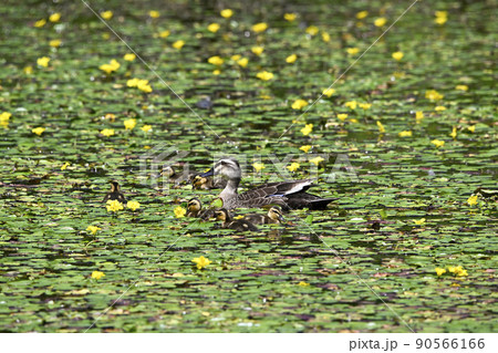 カルガモ 90566166