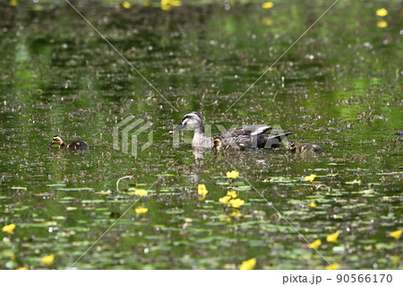 カルガモ 90566170