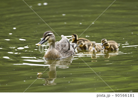 カルガモ親子 90566181