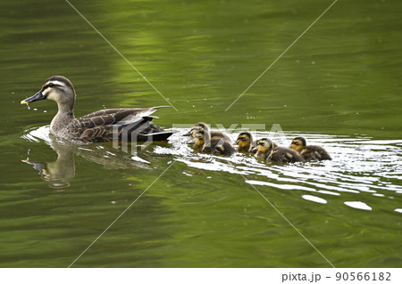 カルガモ親子 90566182