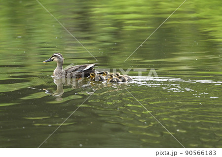 カルガモ親子 90566183