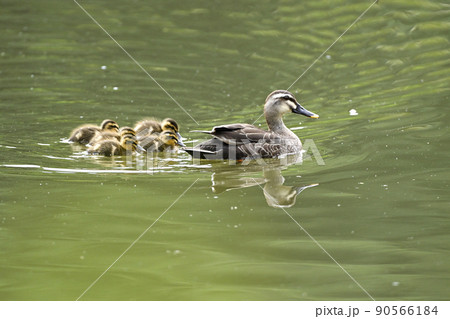 カルガモ親子 90566184
