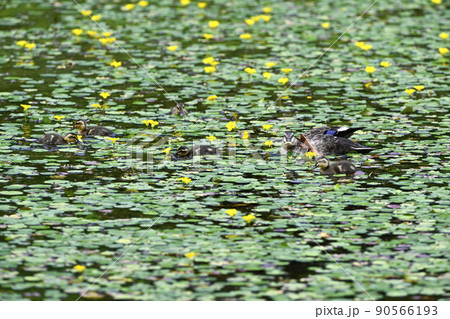 カルガモ 90566193