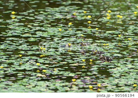 カルガモ カルガモ 90566194