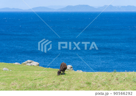 《佐賀県》肥前立石岬灯台・杉ノ原放牧場　唐津市 90566292