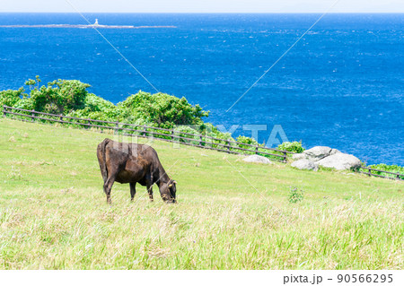 《佐賀県》肥前立石岬灯台・杉ノ原放牧場 唐津市 《佐賀県》肥前立石岬灯台・杉ノ原放牧場 唐津市 90566295