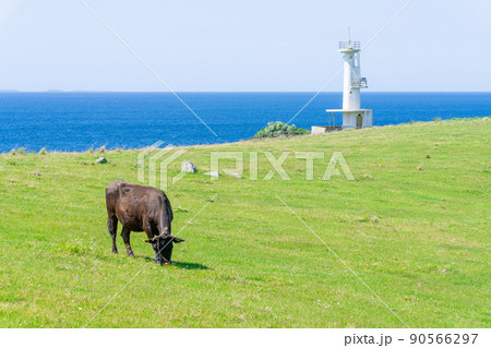 《佐賀県》肥前立石岬灯台・杉ノ原放牧場　唐津市 90566297