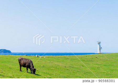 《佐賀県》肥前立石岬灯台・杉ノ原放牧場　唐津市 90566301