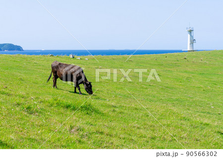 《佐賀県》肥前立石岬灯台・杉ノ原放牧場 唐津市 《佐賀県》肥前立石岬灯台・杉ノ原放牧場 唐津市 90566302