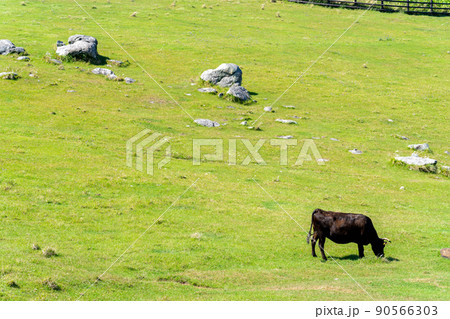 《佐賀県》肥前立石岬灯台・杉ノ原放牧場　唐津市 90566303