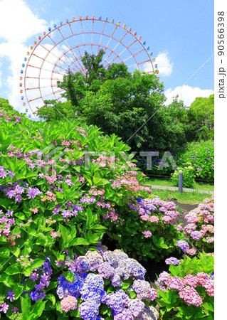お台場水の広場公園　紫陽花と大観覧車 90566398