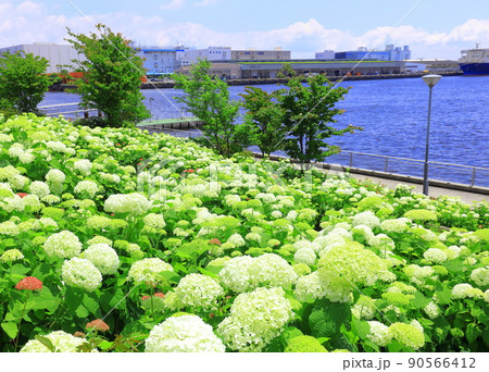 お台場水の広場公園　紫陽花と大観覧車 90566412