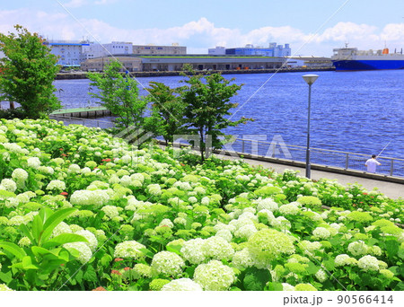 お台場水の広場公園 紫陽花と大観覧車 お台場水の広場公園 紫陽花と大観覧車 90566414