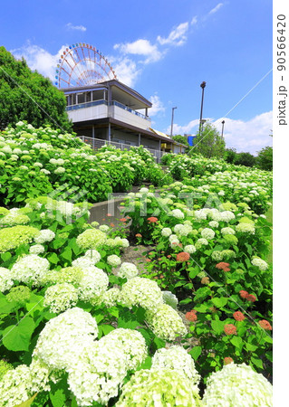 お台場水の広場公園　紫陽花と大観覧車 90566420