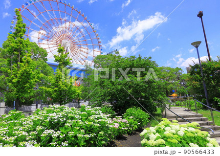 お台場水の広場公園　紫陽花と大観覧車 90566433
