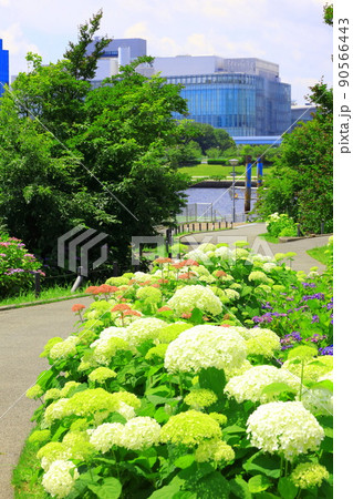 お台場水の広場公園　紫陽花と大観覧車 90566443