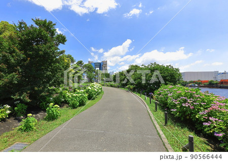 お台場水の広場公園 紫陽花と大観覧車 お台場水の広場公園 紫陽花と大観覧車 90566444