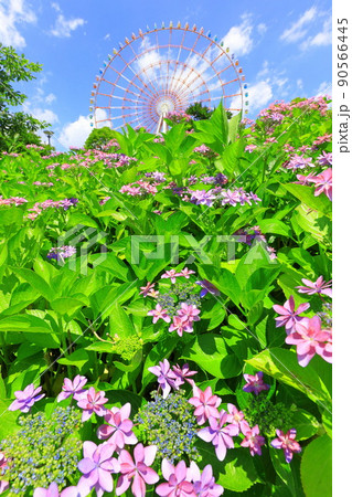 お台場水の広場公園　紫陽花と大観覧車 90566445