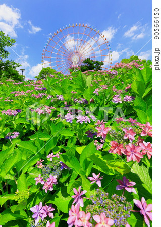 お台場水の広場公園 紫陽花と大観覧車 お台場水の広場公園 紫陽花と大観覧車 90566450