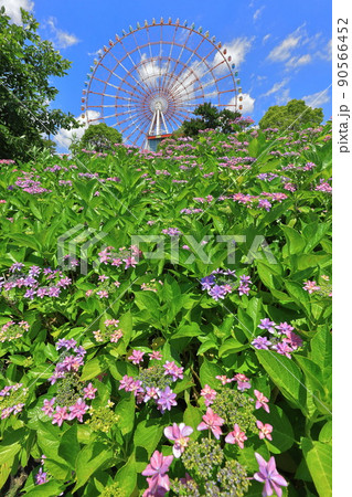 お台場水の広場公園 紫陽花と大観覧車 お台場水の広場公園 紫陽花と大観覧車 90566452