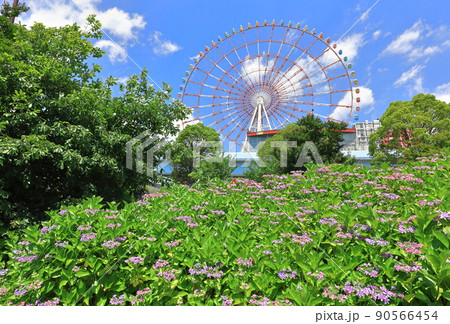 お台場水の広場公園 紫陽花と大観覧車 お台場水の広場公園 紫陽花と大観覧車 90566454