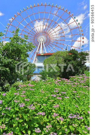 お台場水の広場公園　紫陽花と大観覧車 90566455