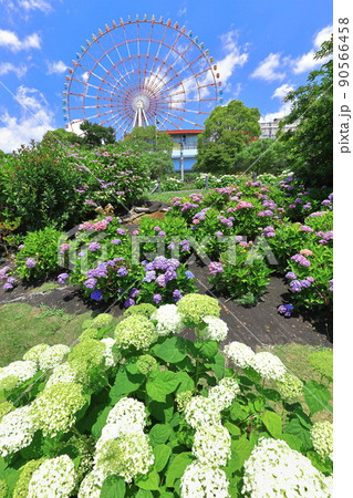 お台場水の広場公園 紫陽花と大観覧車 お台場水の広場公園 紫陽花と大観覧車 90566458