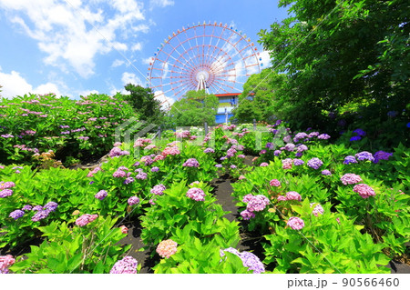 お台場水の広場公園　紫陽花と大観覧車 90566460