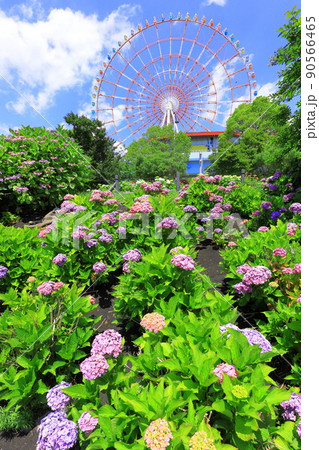 お台場水の広場公園　紫陽花と大観覧車 90566465