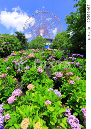 お台場水の広場公園　紫陽花と大観覧車 90566467