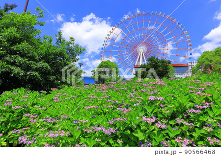 お台場水の広場公園　紫陽花と大観覧車 90566468