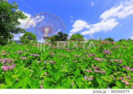 お台場水の広場公園　紫陽花と大観覧車 90566475