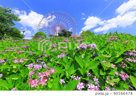 お台場水の広場公園　紫陽花と大観覧車 90566478