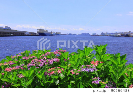 お台場水の広場公園 紫陽花と大観覧車 お台場水の広場公園 紫陽花と大観覧車 90566483