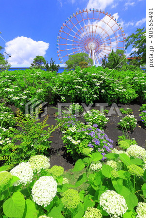 お台場水の広場公園 紫陽花と大観覧車 お台場水の広場公園 紫陽花と大観覧車 90566491