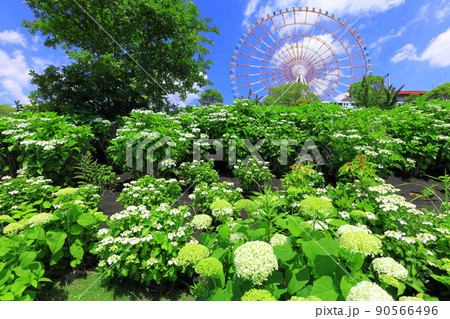 お台場水の広場公園　紫陽花と大観覧車 90566496