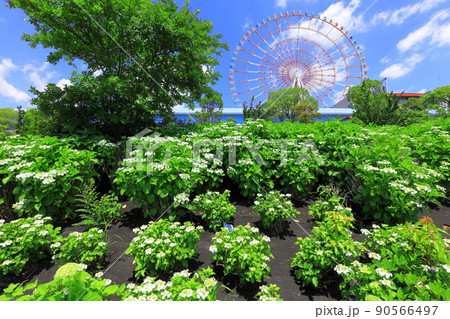 お台場水の広場公園　紫陽花と大観覧車 90566497