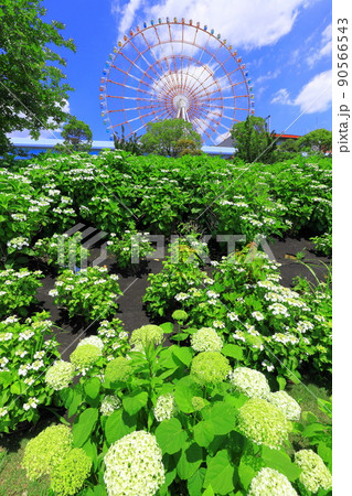 お台場水の広場公園 紫陽花と大観覧車 お台場水の広場公園 紫陽花と大観覧車 90566543
