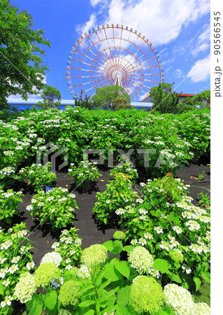 お台場水の広場公園 紫陽花と大観覧車 お台場水の広場公園 紫陽花と大観覧車 90566545
