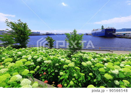 お台場水の広場公園 紫陽花と大観覧車 お台場水の広場公園 紫陽花と大観覧車 90566548